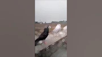 হোটেল ঢাকা প্যালেস আবাসিক