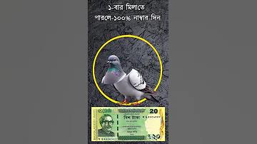 জিউ ফংবিয়ারের ধূপ সংখ্যা 16/9/65