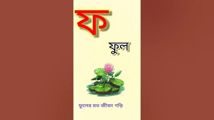 ভেল্কি লাইভ /#/ লগইন