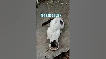 আল শাবাব