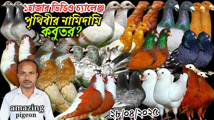 চোলোখেলি লাইভ