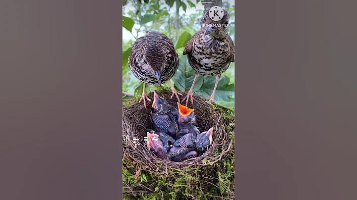ওয়ারী রেস্টুরেন্ট