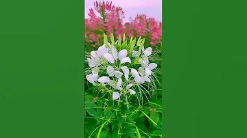 r777 ক্যাসিনো লগইন