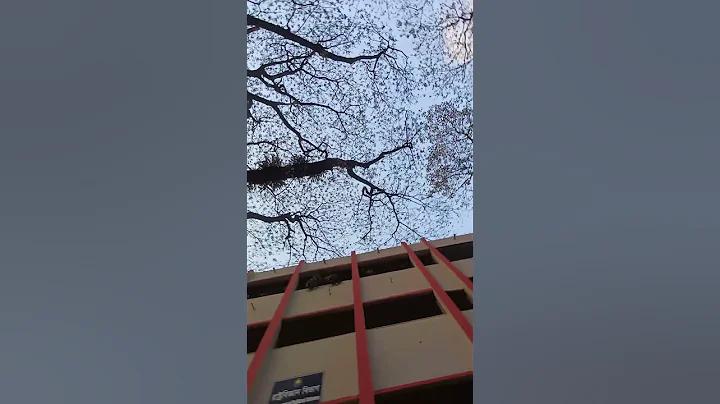 আফগানিস্তান অস্ট্রেলিয়া লাইভ