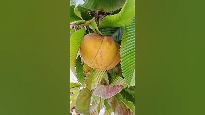 ক্যাসিনো লগইন: সেরা অনলাইন জুয়া সাইট পাবেন এখানে