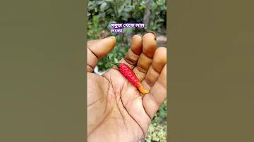 দিল্লী ইলেকশন রেসাল্ট লাইভ