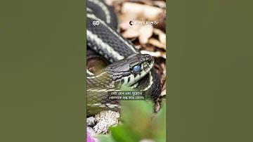 ৭১ জার্নাল লাইভ