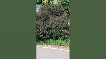 ফিলিস্তিনের যুদ্ধের খবর