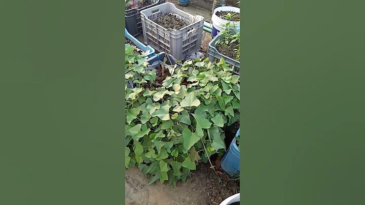 স্লট মেশিন/নিয়ম  উইকিবই
