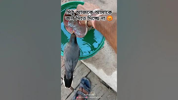 ইন্ডিয়া ভার্সেস অস্ট্রেলিয়া লাইভ