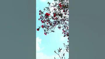 ই র