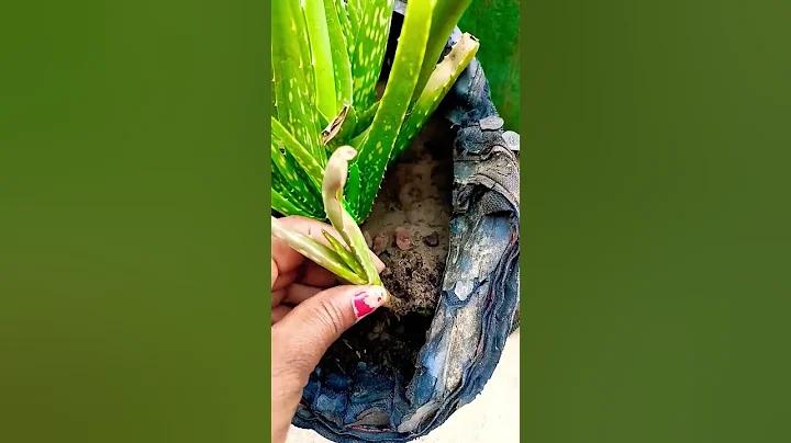ঘৃতকুমারী পরিবার