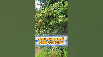 ব্যাট365