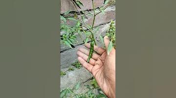 ট্রয় চলচ্চিত্র )- এর চরিত্র