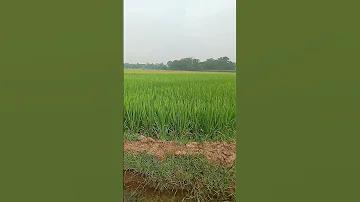 টাকা অনলাইনে ইনকাম