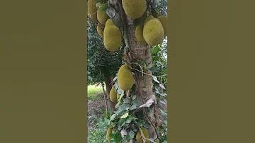 অল্প বয়সে ধনী হওয়ার আমল
